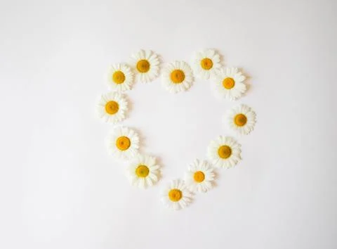 Flat lay spring and summer chamomile flowers heart on a white background. Dai Stock Photos