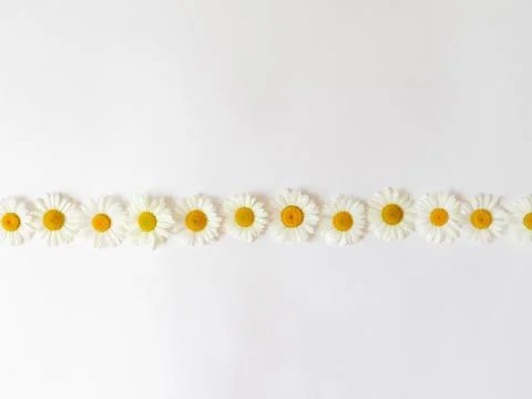 Flat lay spring and summer chamomile flowers border on a white background. Da Stock Photos