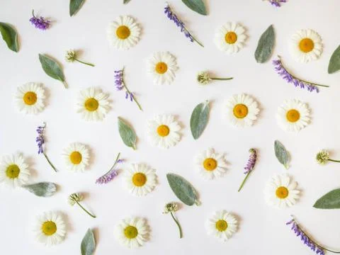 Flat lay spring and summer wild flowers on a white background. Flowers patter Stock Photos