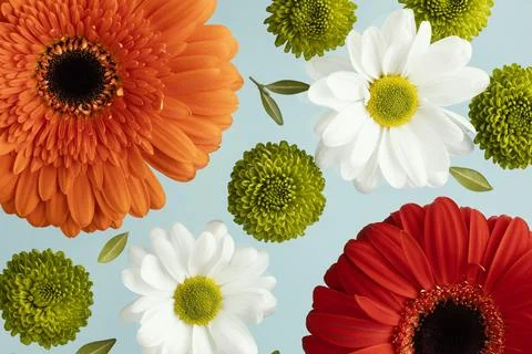 Flat lay spring daisies gerberas 2 Resolution and high quality beautiful photo Stock-Fotos