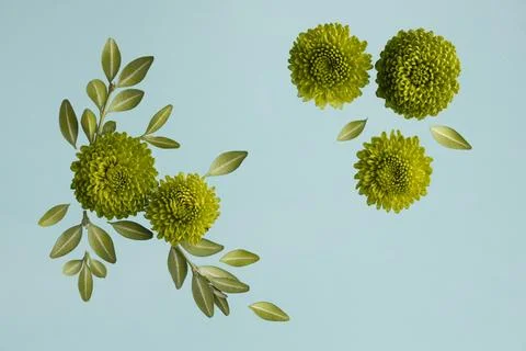 Flat lay spring daisies with leaves Stock Photos