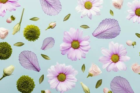 Flat lay spring daisies leaves Stock Photos