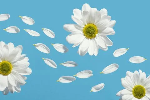 Flat lay spring daisies with petals. High quality beautiful photo concept Stock Photos