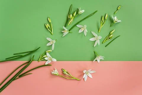 Flat lay spring flower arrangement on pastel pink and green surface Stock Photos