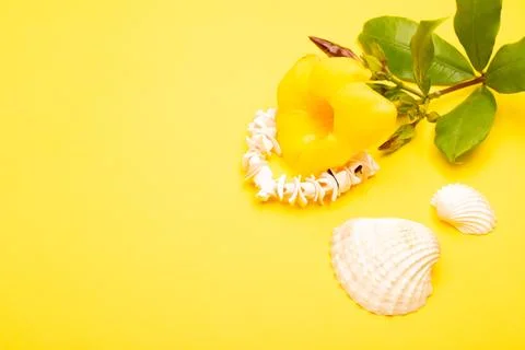 Flat lay summer background or composition Stock Photos