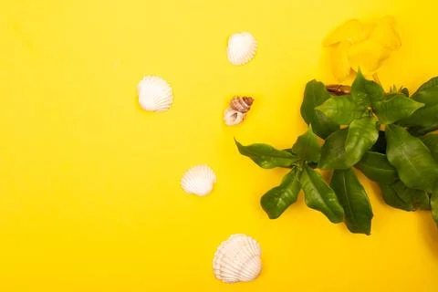 Flat lay summer background or composition Stock Photos