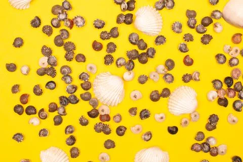 Flat lay summer background or composition Stock Photos