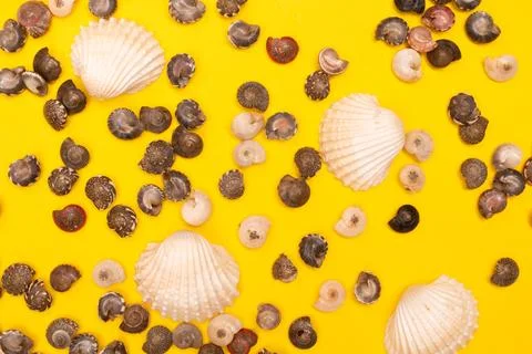 Flat lay summer background or composition Stock Photos