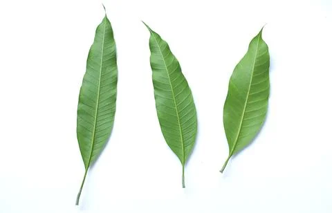 Flat lay three  Fresh green mango leaves,leaf isolate on white background Stock Photos