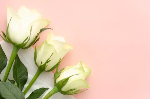 Flat lay three white roses on a pink background. Spring 8 march concept for Stock Photos