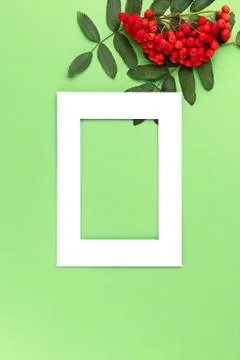 Flat lay top view of composition with rowan branches and white frame for copy 写真素材