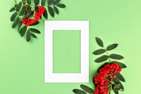 Flat lay top view of composition with rowan branches and white frame for copy Stock Photos