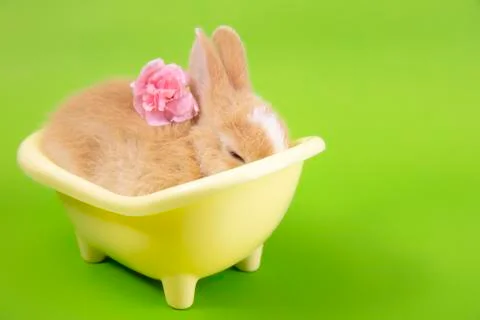 Flat lay ,Top view Cute brown rabbit bunny green background.. Stock Photos