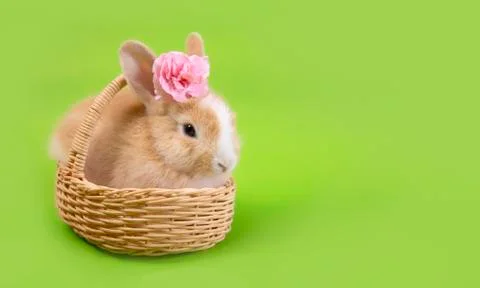Flat lay ,Top view Cute brown rabbit bunny green background.. Stock Photos