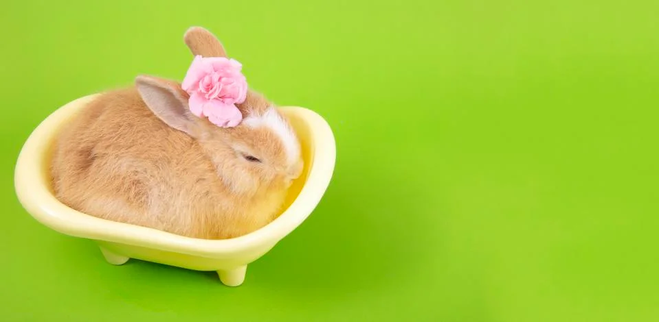 Flat lay ,Top view Cute brown rabbit bunny green background.. Stock Photos