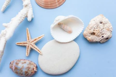 Flat lay. Top view. Frame of shells of various kinds on a blue background Foto stock