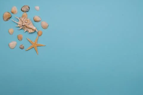 Flat lay. Top view. Frame of shells of various kinds on a blue background. Se Stock Photos