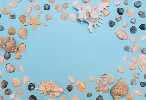 Flat lay. Top view. Frame of shells of various kinds on a blue background. Se Stock Photos