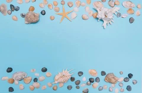 Flat lay. Top view. Frame of shells of various kinds on a blue background. Se Stock Photos