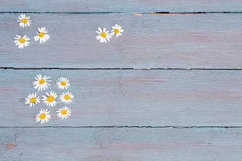 Flat lay top view of wild chamomile flowers on blue wooden background Foto stock