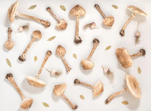 Flat lay trendy seamless pattern with forest mushroom parasol, garlic and l.. Foto stock