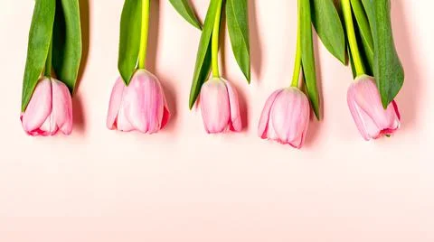 Flat lay with tulip flowers on pastel pink Stock Photos