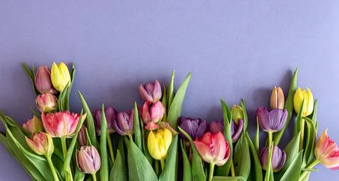 Flat lay, tulips on a colored background. Stock Photos