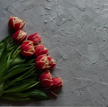 Flat lay tulips Stock Photos