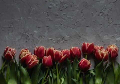 Flat lay tulips Stock Photos
