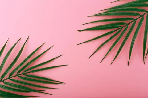 Flat lay with two palm leaves on bright pink background. Concept of abstract Stock Photos