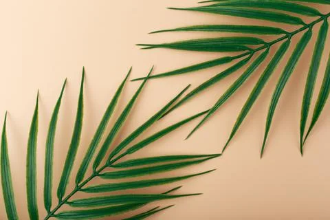 Flat lay with two palm leaves in diagonal on beige background. Concept of Stock Photos