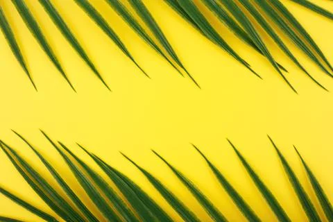 Flat lay with two palm leaves on yellow background. Concept of abstract modern Stock Photos
