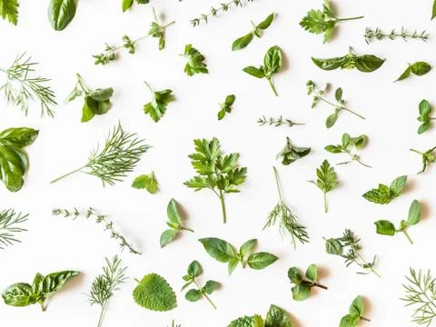 Flat-lay of various fresh green kitchen herbs. Parsley, mint, dill, basil, ma Stock Photos