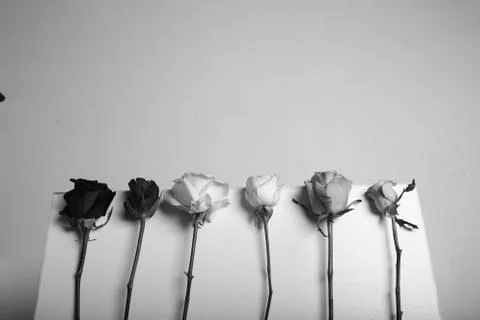 Flat lay of various roses side by side Photos