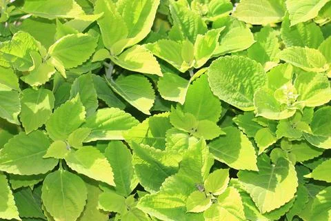 The flat lay view on the bright light green leaves of decorative nettle growi Stock Photos