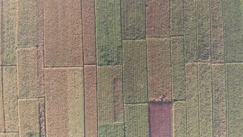 Flat lay view of paddy field landscape Stock Footage 158520249