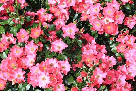 The flat lay view on the small pinkish red rooses blooming in the summer gard Stock Photos