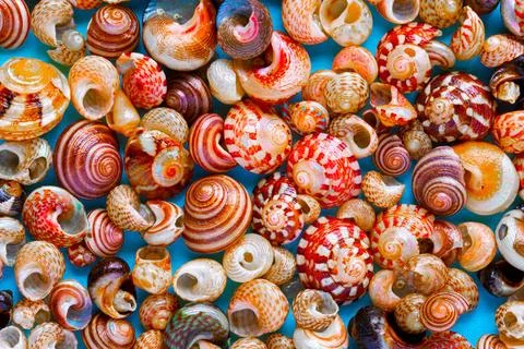Flat Lay wallpaper background image of coastal seashells on a blue backgro... 库存照片