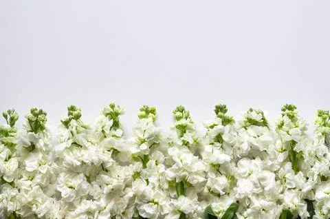 Flat lay of white color Matthiola Incana flowers put on white background fo.. Stock Photos