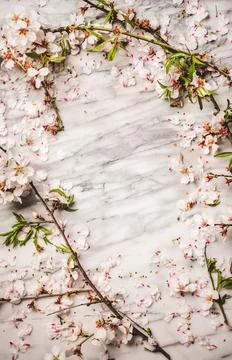 Flat-lay of white spring blossom flowers over white marble background Stock Photos