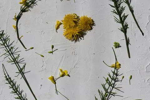 Flat lay white textured background with fresh yellow meadow flowers and green Foto stock