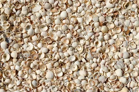 Flat layer of ground cover by cockle-shell as background. Stock Photos