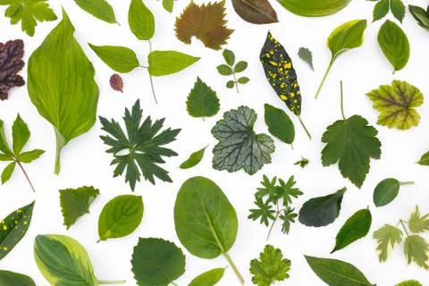 Flat layer of leaves of various plants lies on a white background. Foto stock