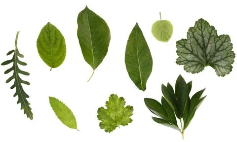 Flat layer of leaves of various plants is isolated on a white background. Stock Photos