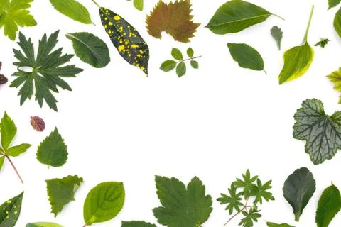 Flat layer of leaves of various plants lies on a white background in the form Stock Photos