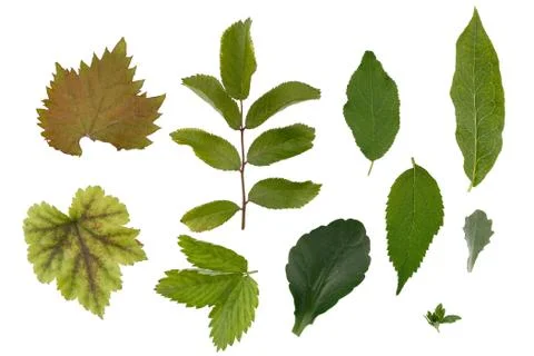 Flat layer of leaves of various plants is isolated on a white background. Foto stock