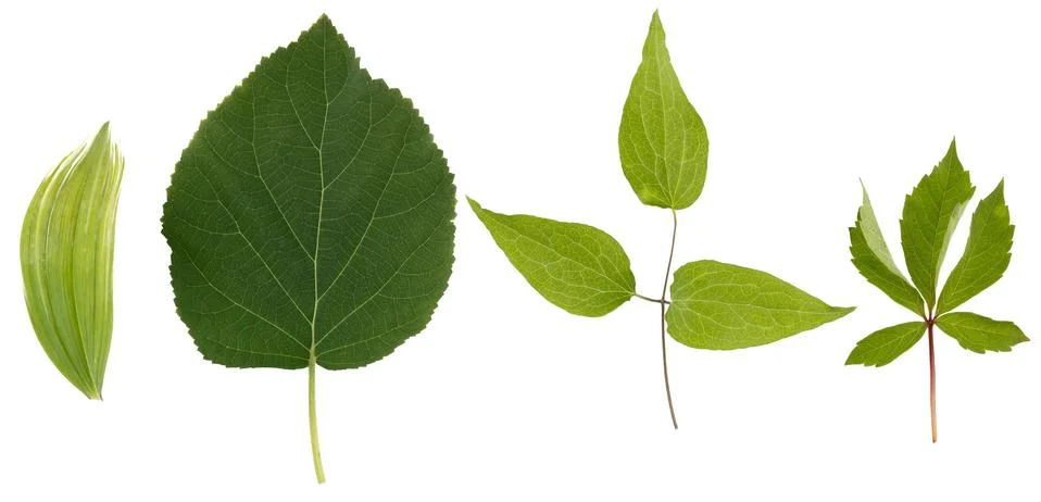 Flat layer of leaves of various plants is isolated on a white background. Foto stock
