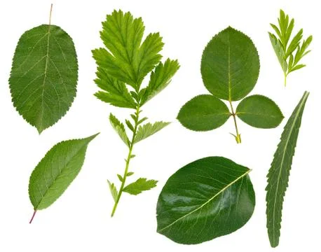 Flat layer of leaves of various plants is isolated on a white background. Stock Photos