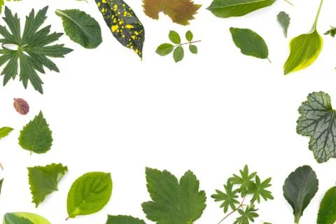 Flat layer of leaves of various plants lies on a white background in the form Stock Photos