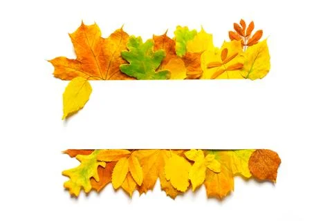 Flat layout fall design autumn leaves border frame. Blank autumn invitation card Stock Photos